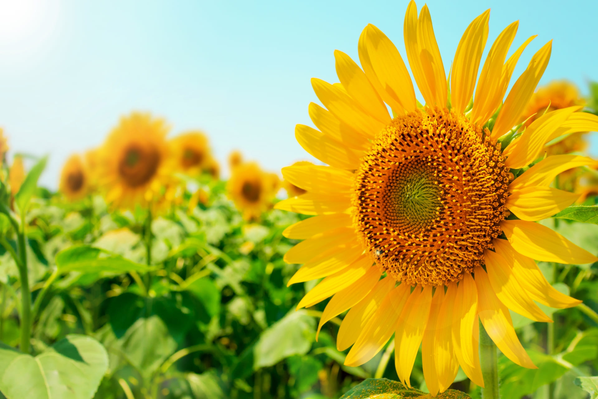 ホームページをリニューアルしました